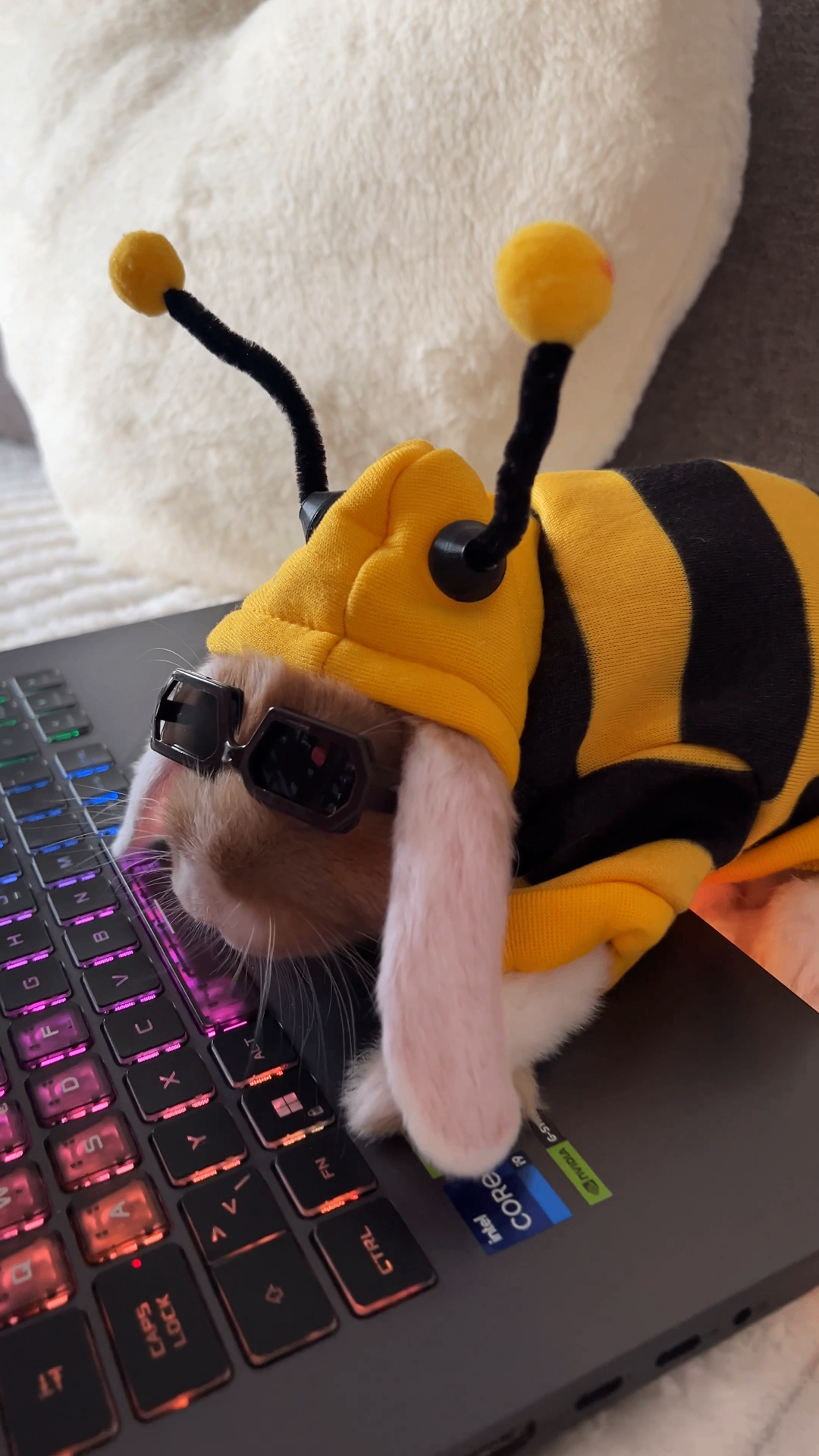 Boss Bunny in a bee costume working on a laptop